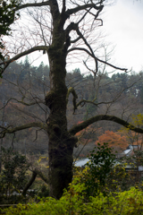 観光お断り雲厳寺