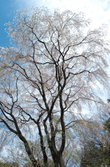 天高く　しだれる