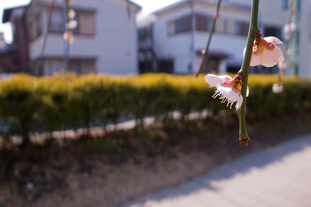 弐：路地端に咲く梅