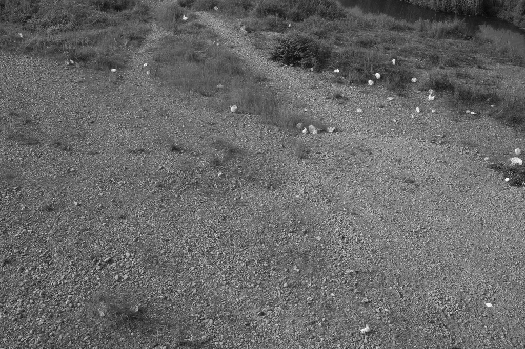 楽しいのは分かるけどさ