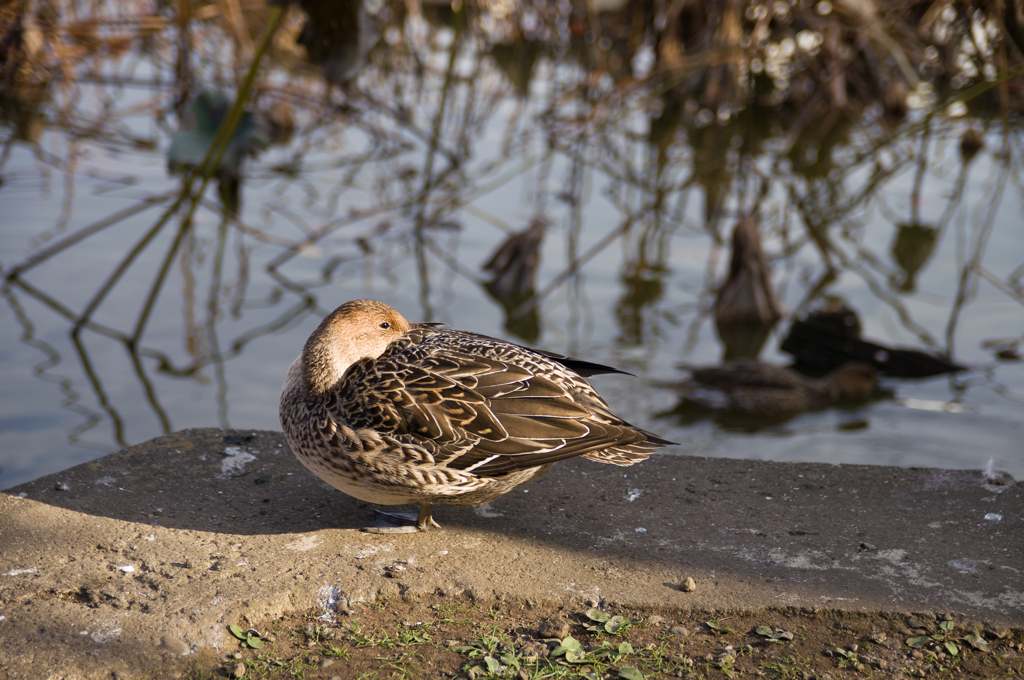 さ、さむいっす。