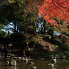 小石川後楽園　2013