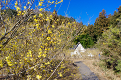 蝋梅の里