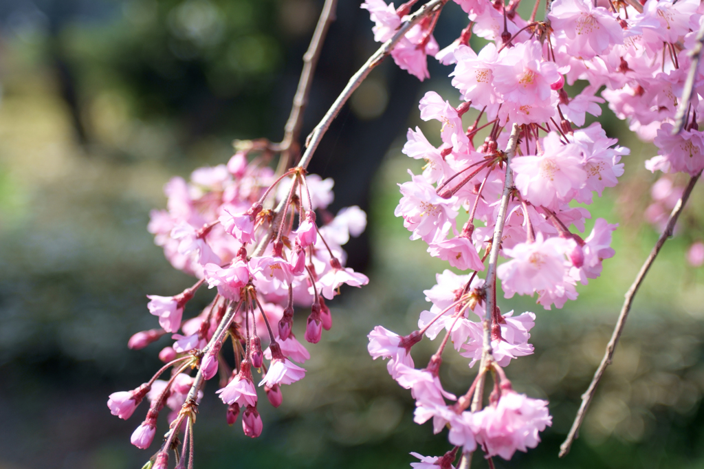 新宿御苑　桜