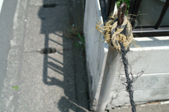 明るいストレス