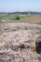 桜のある田園風景