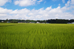 ただの田舎
