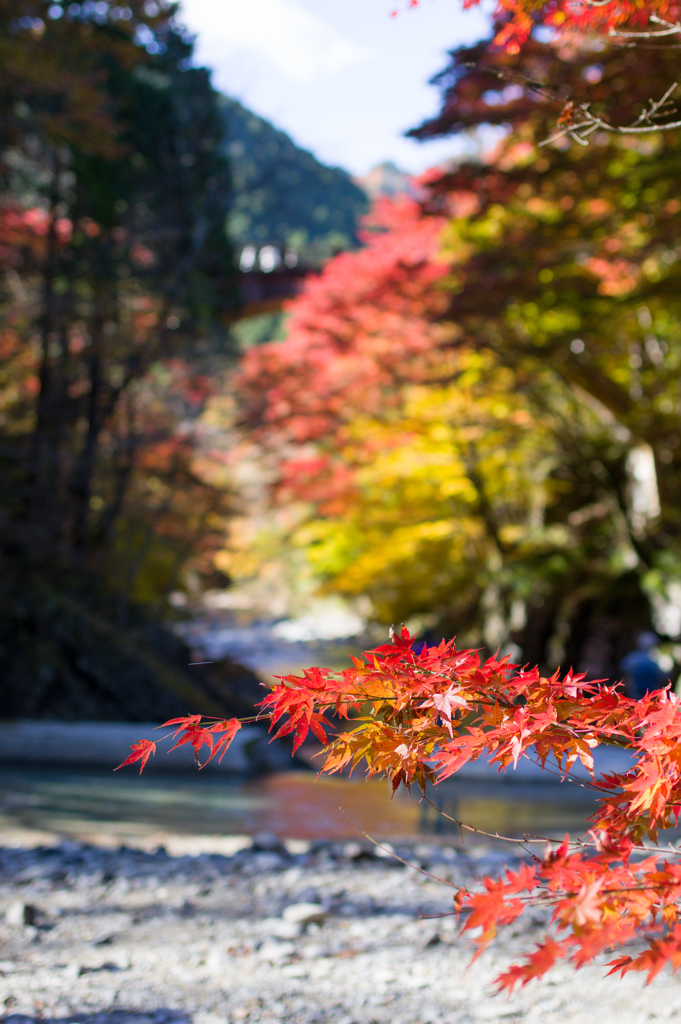 大芦渓谷と紅葉