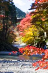 大芦渓谷と紅葉