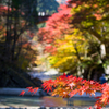大芦渓谷と紅葉