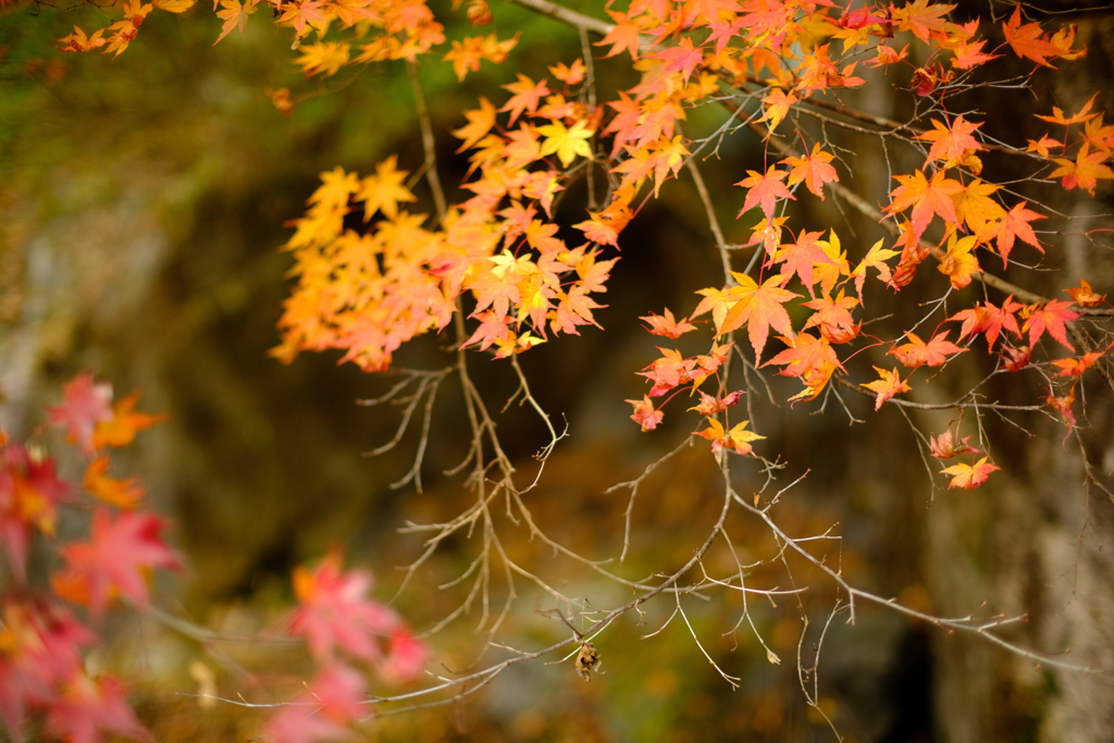 佐野　蓬莱山の紅葉