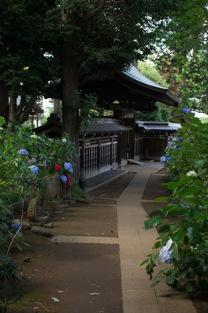 門と地蔵と紫陽花