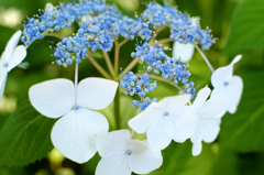 紫陽花1