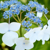 紫陽花1