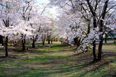 桜の道