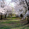 桜の道