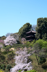 椿山荘　桜　1