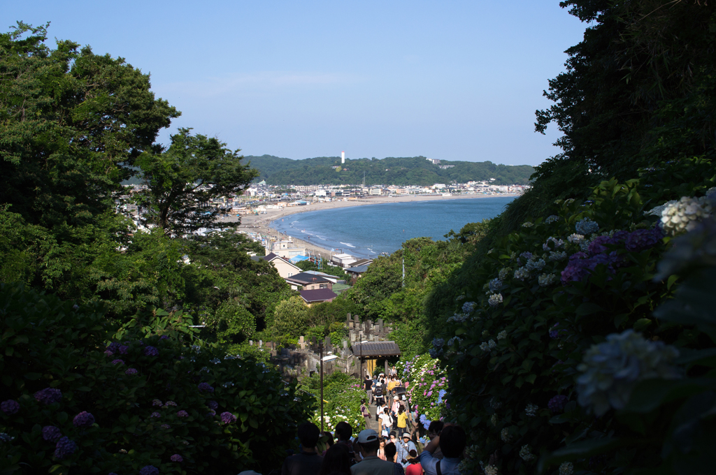 成就院　紫陽花