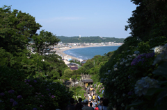 成就院　紫陽花