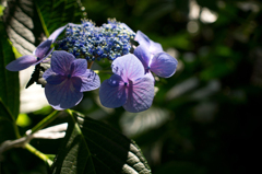 つよい　ひかり