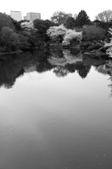 新宿御苑　桜