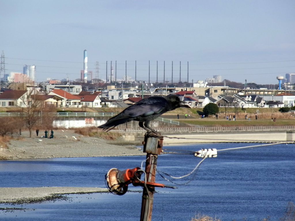 ついばむカラス、河川にて
