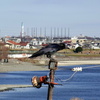 ついばむカラス、河川にて