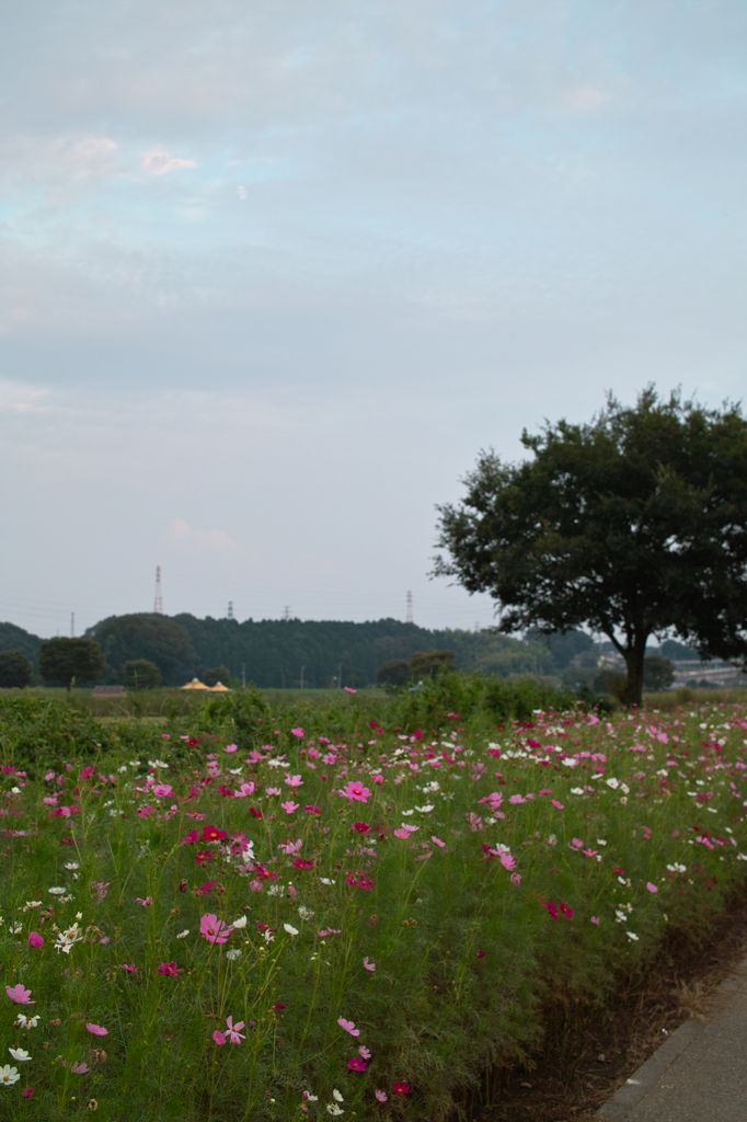 コスモスロード