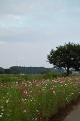 コスモスロード