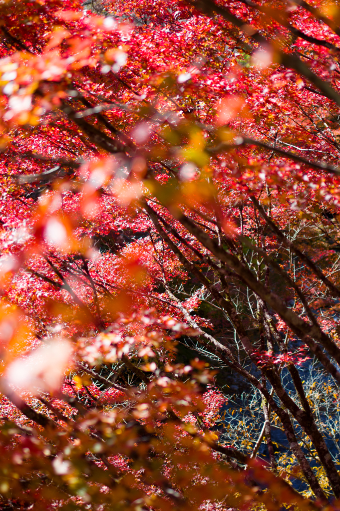 大芦渓谷の紅葉