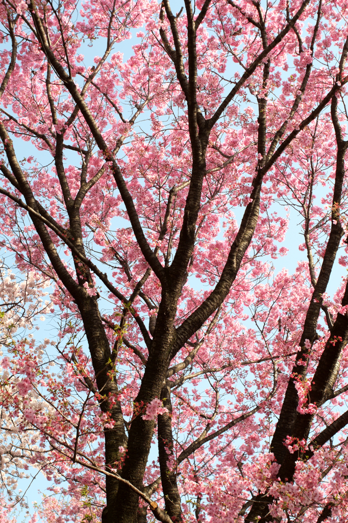 新宿御苑　桜
