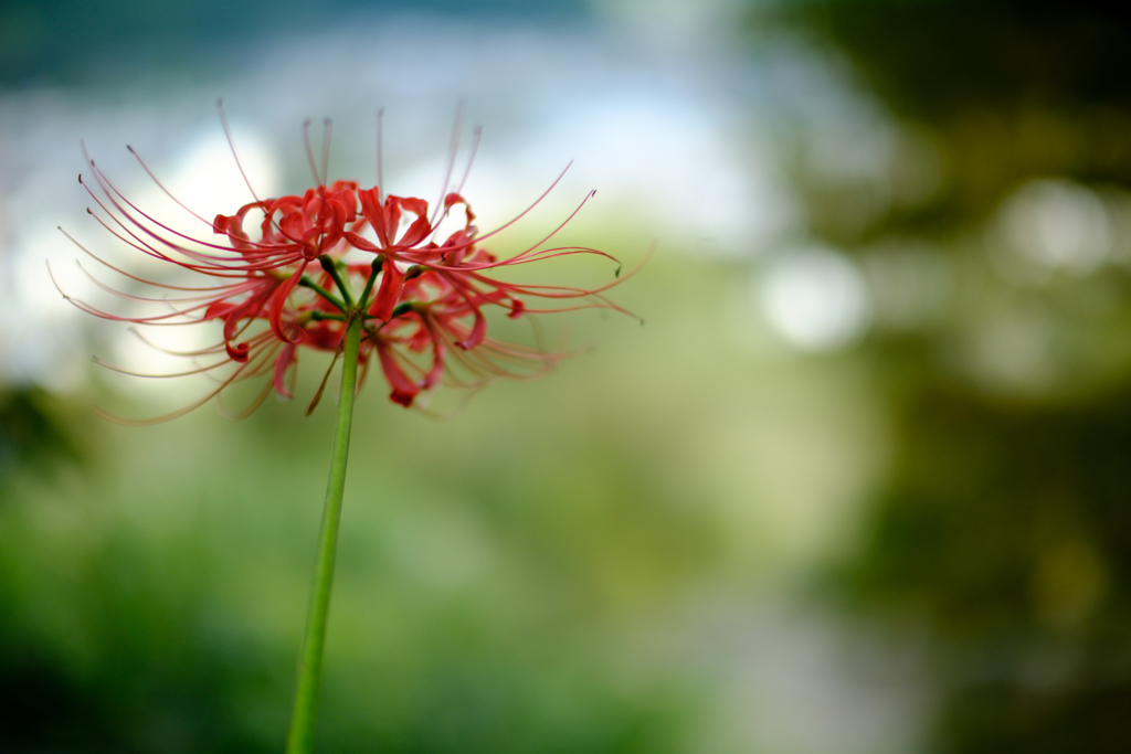 曼珠沙華