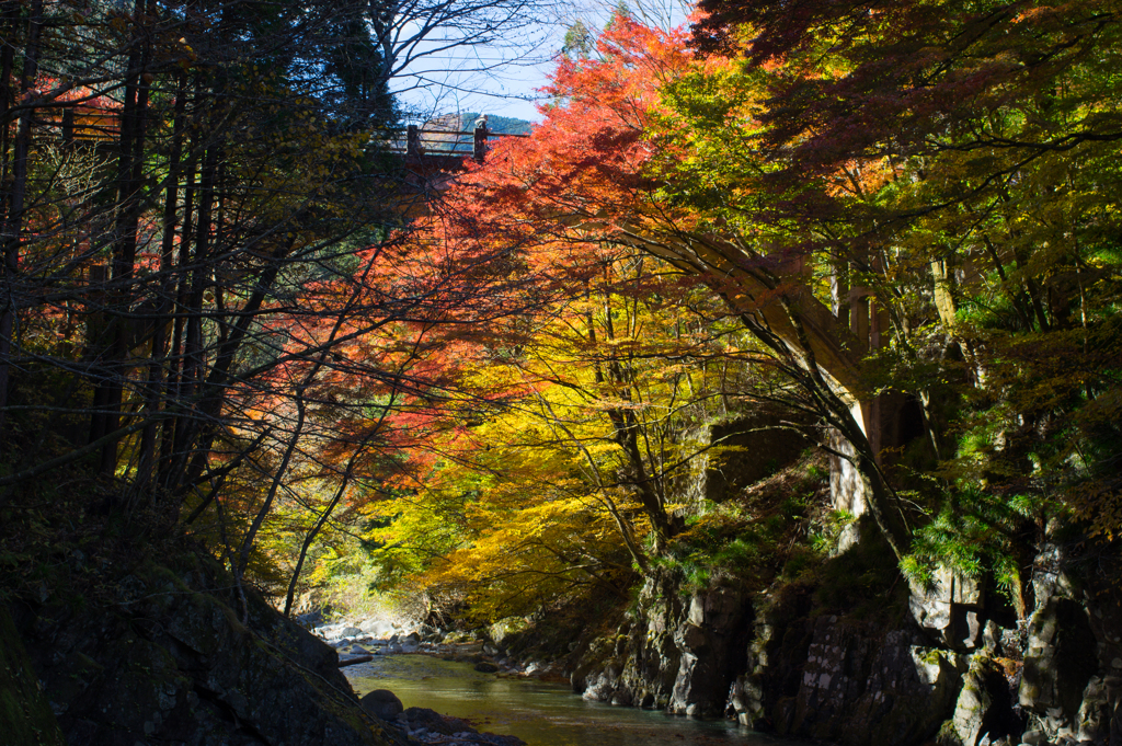 大芦渓谷の紅葉