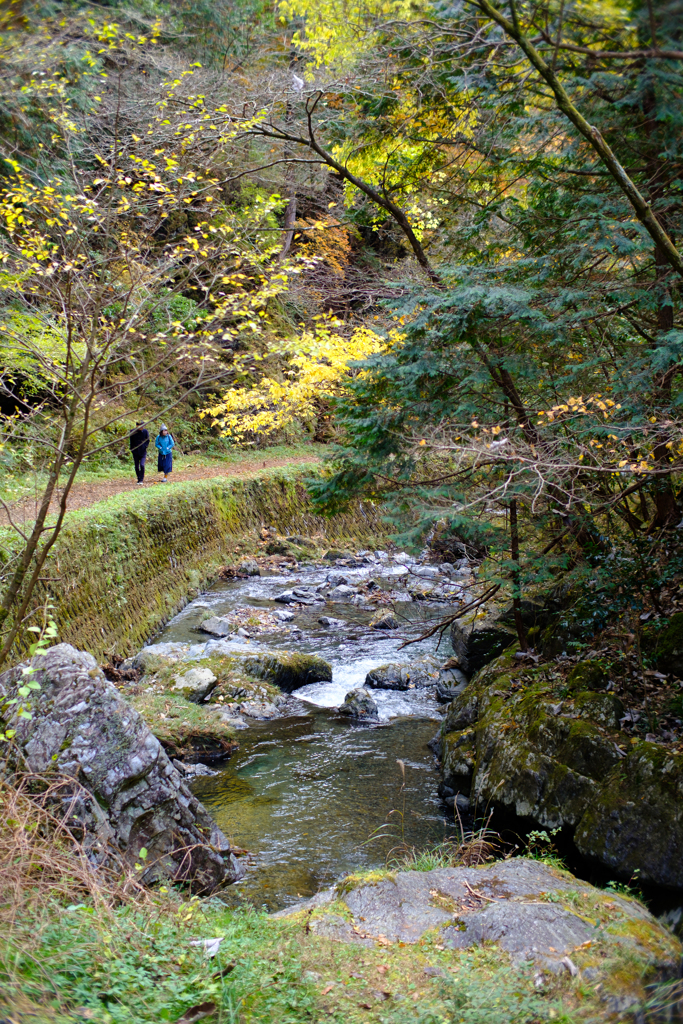 佐野　蓬莱山の紅葉