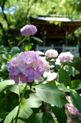 鐘と紫陽花