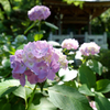 鐘と紫陽花