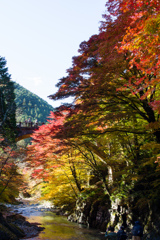 大芦渓谷と紅葉