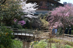 椿山荘　桜　2