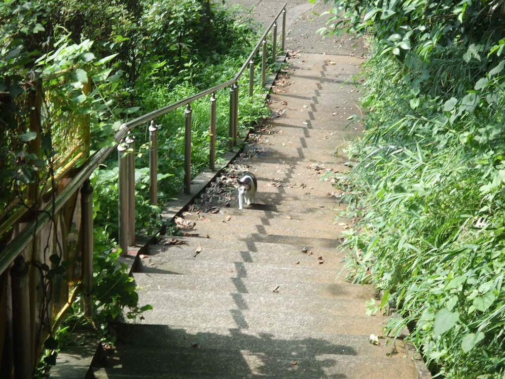 猫と階段と