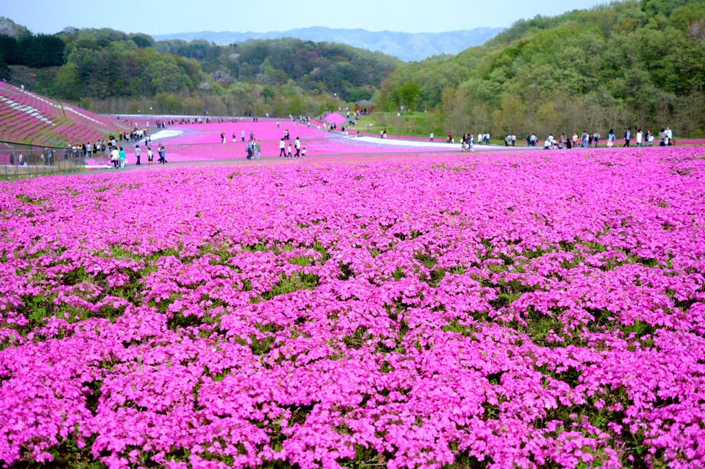 芝ザクラ2016