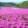 芝ザクラ2016