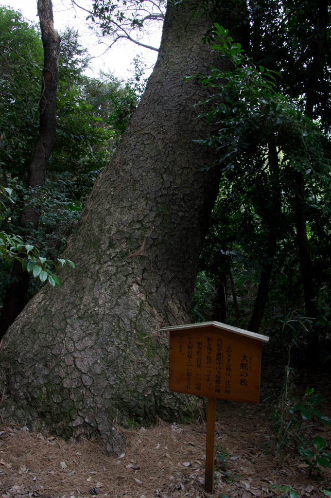 大蛇の松