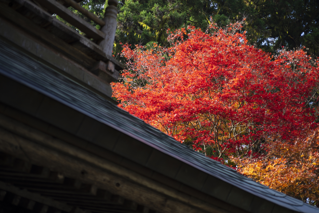 観光お断り雲厳寺