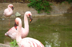 フラミンゴ