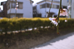 壱：路地端に咲く梅