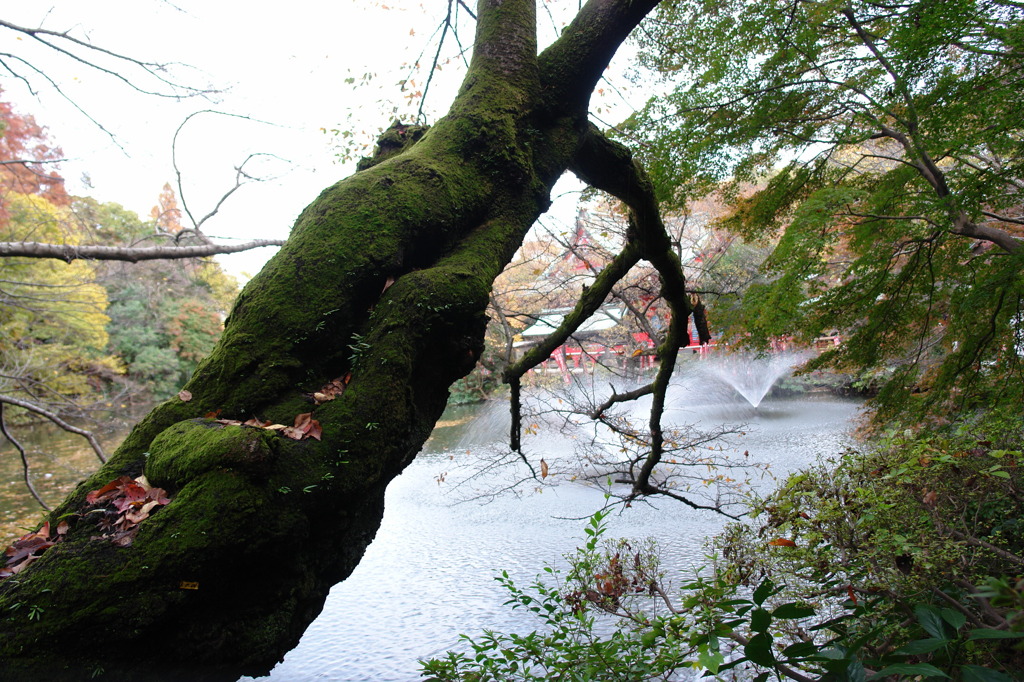 井の頭公園