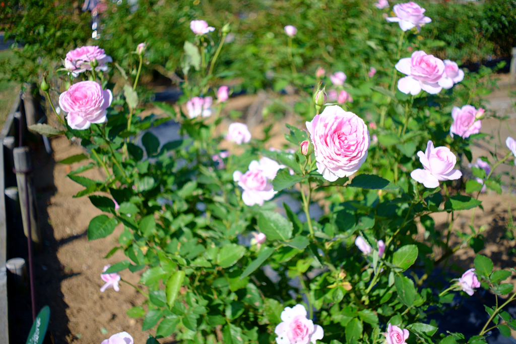 薔薇