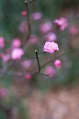 20150204_梅