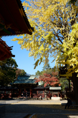 根津神社と紅葉