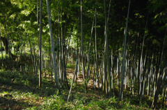 takebayasHI